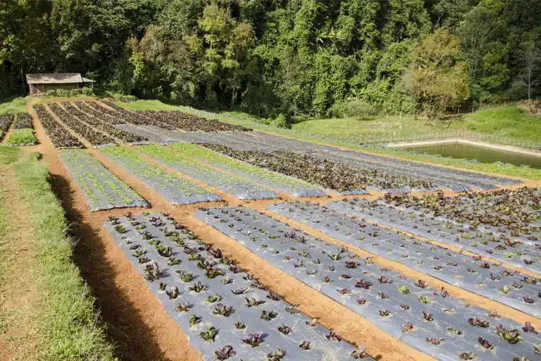 Por qué el tejido geotextil es esencial para el control de las malas hierbas a largo plazo