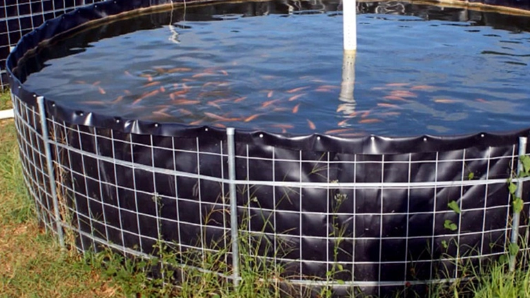 Estanque de geomembrana HDPE para tilapia – solución eficiente en acuicultura