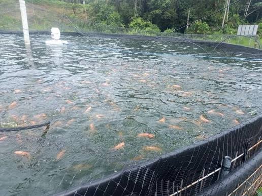 Instalación de geomembrana homecenter en proyecto de acuicultura con control de agua, protección sanitaria y optimización de estanques de peces.