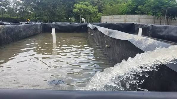 Piscicultura en estanque impermeabilizado con geomembrana homecenter para cultivo de tilapia en sistema de acuicultura industrial eficiente.